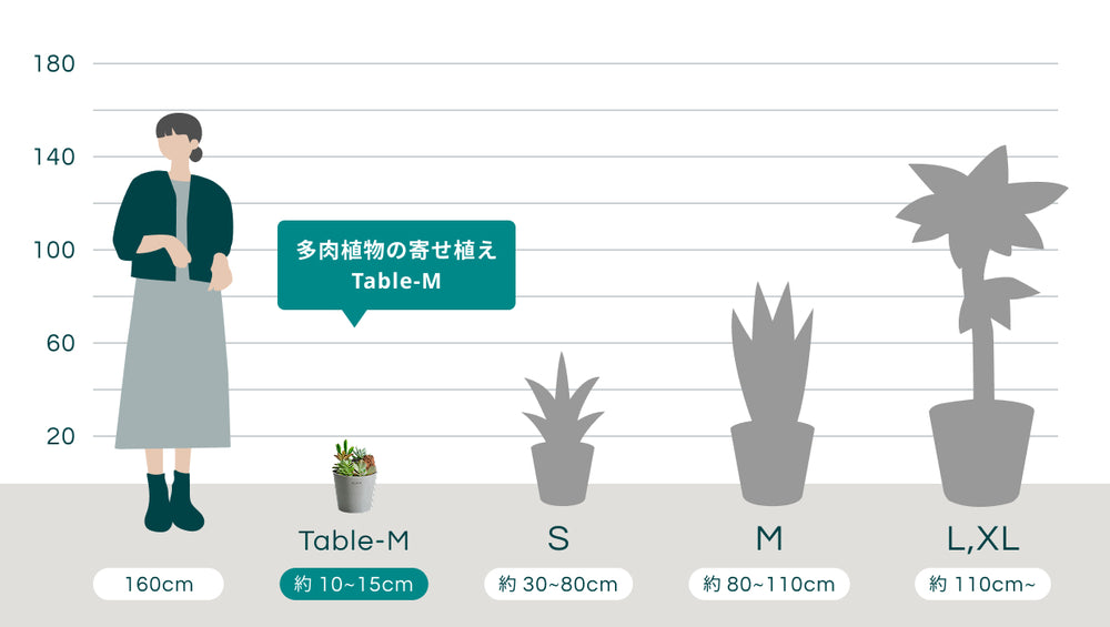 多肉植物の寄せ植え Table-Mのサイズ