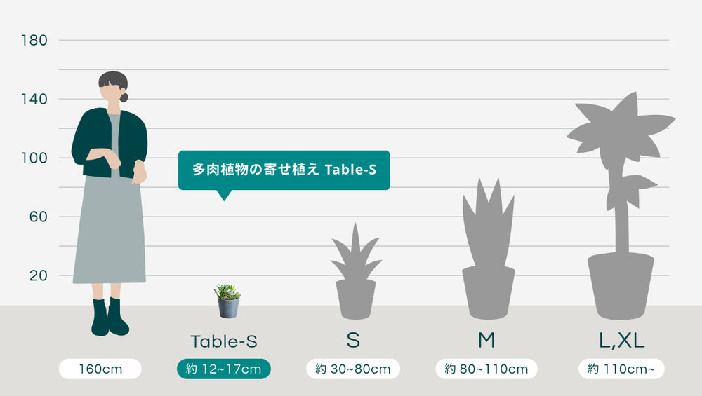 多肉植物の寄せ植え Table-Sのサイズ