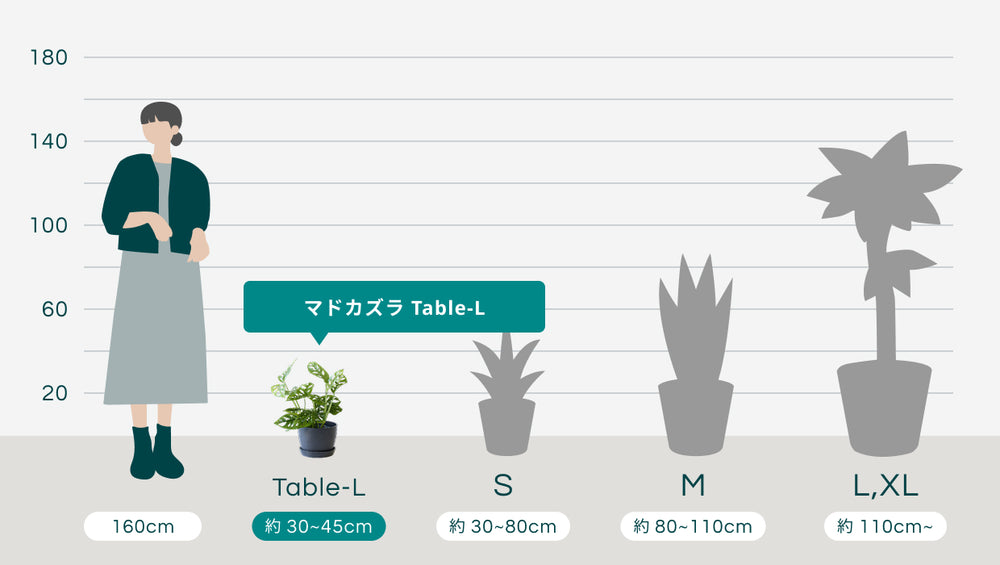 マドカズラ Table-Lのサイズ