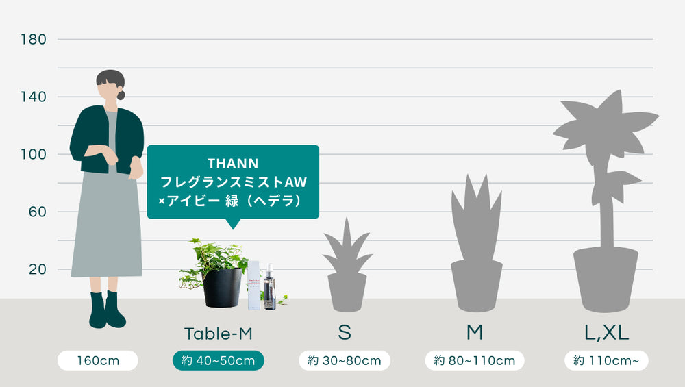 THANNフレグランスミストAW×アイビー 緑（ヘデラ） Table-Mのサイズ
