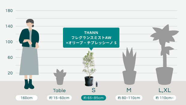 THANNフレグランスミストAW×オリーブ・チプレッシーノ Sのサイズ