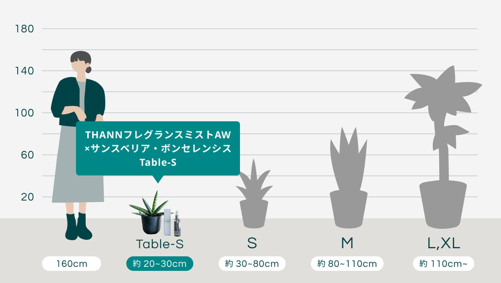 THANNフレグランスミストAW×サンスベリア・ボンセレンシス Table-Sのサイズ