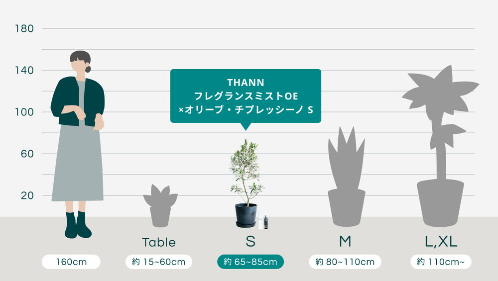 THANNフレグランスミストOE×オリーブ・チプレッシーノ Sのサイズ