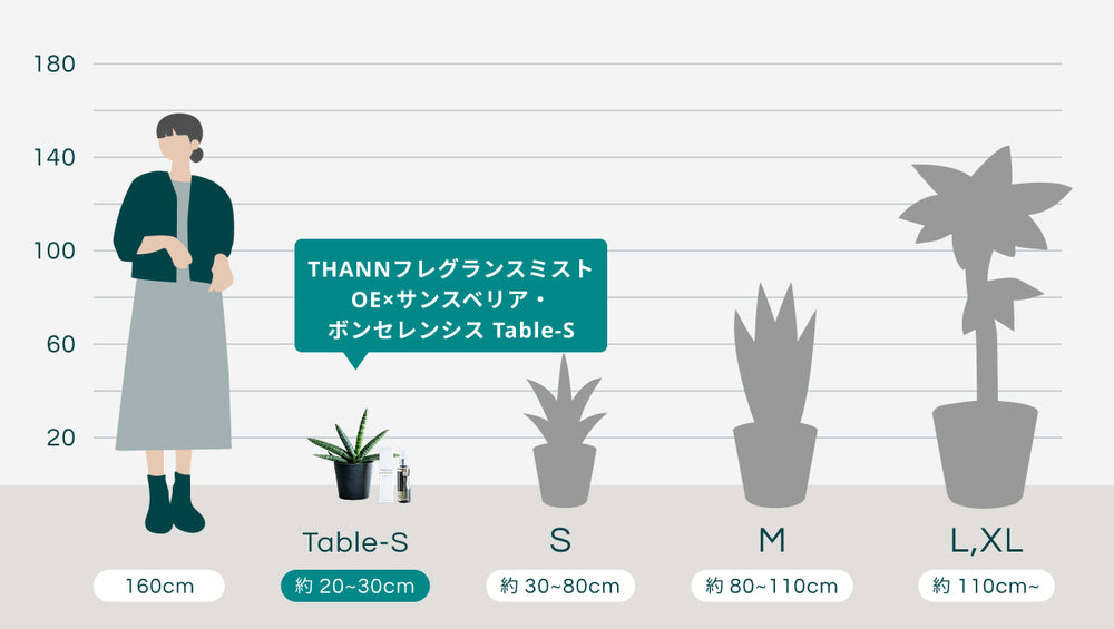 THANNフレグランスミストOE×サンスベリア・ボンセレンシス Table-Sのサイズ