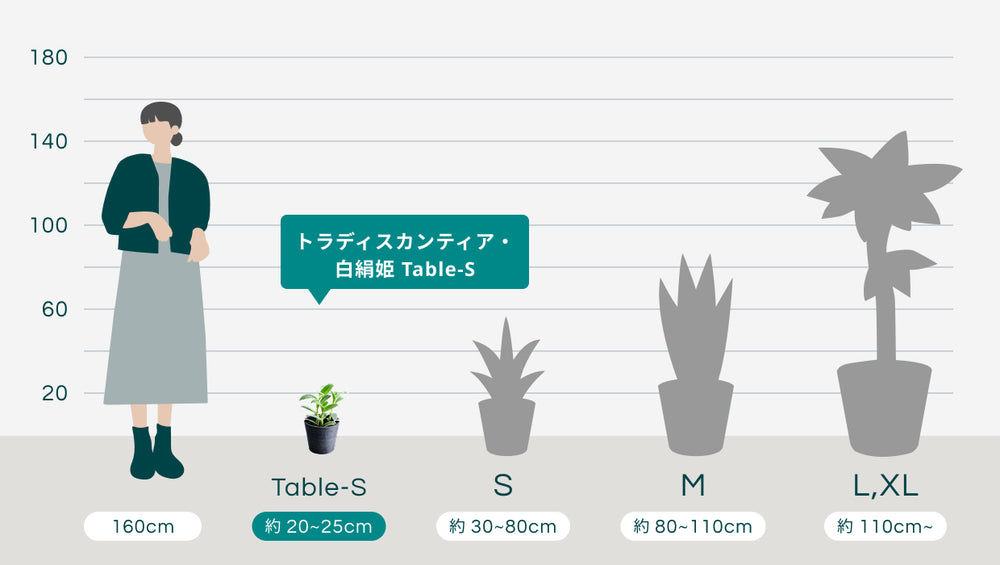 トラディスカンティア・白絹姫 Table-Sのサイズ