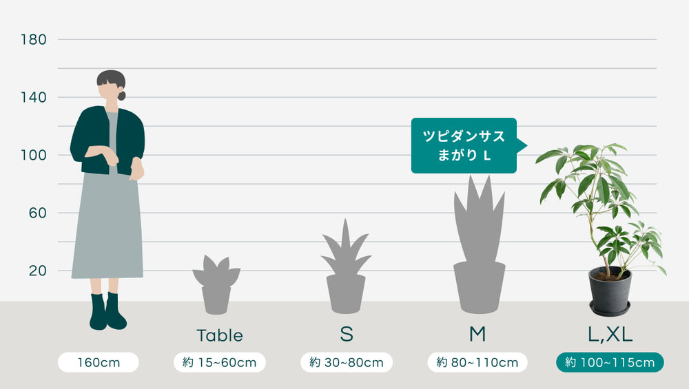 ツピダンサス まがり Lのサイズ