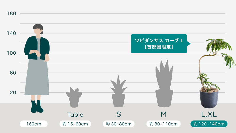 ツピダンサス カーブ L【首都圏限定】のサイズ