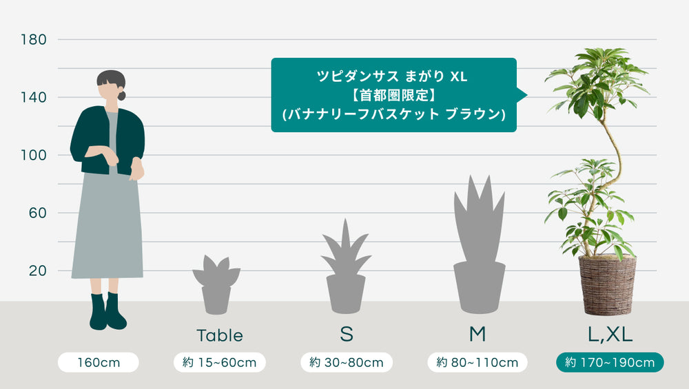 ツピダンサス まがり XL 【首都圏限定】(バナナリーフバスケット ブラウン)のサイズ