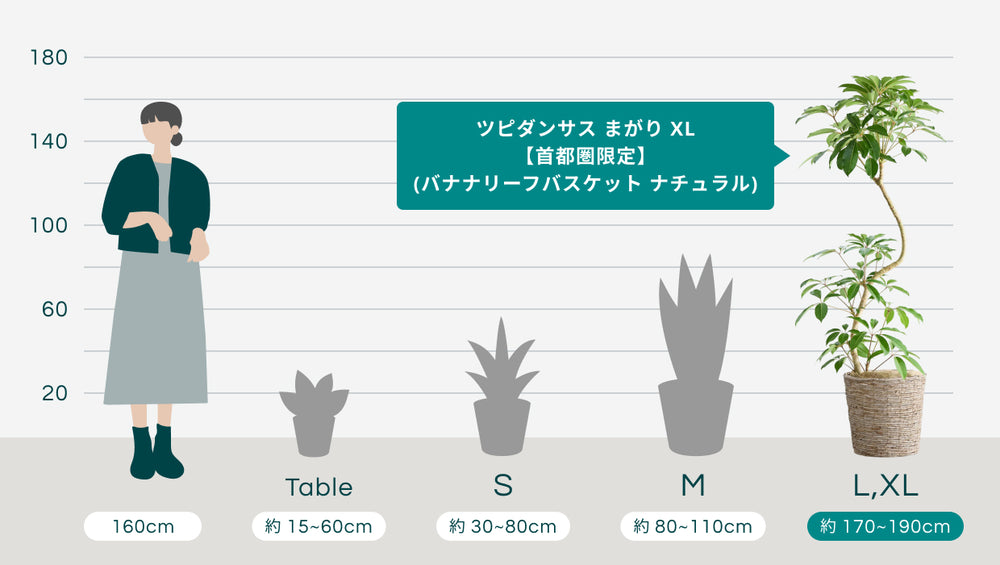 ツピダンサス まがり XL 【首都圏限定】(バナナリーフバスケット ナチュラル)のサイズ