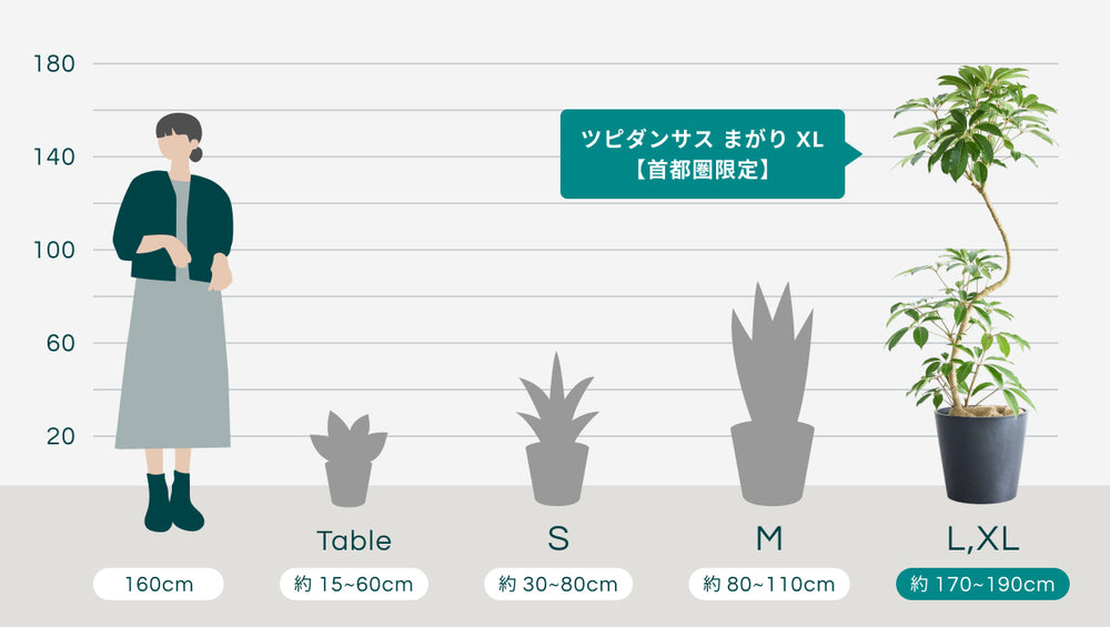 ツピダンサス まがり XL 【首都圏限定】のサイズ