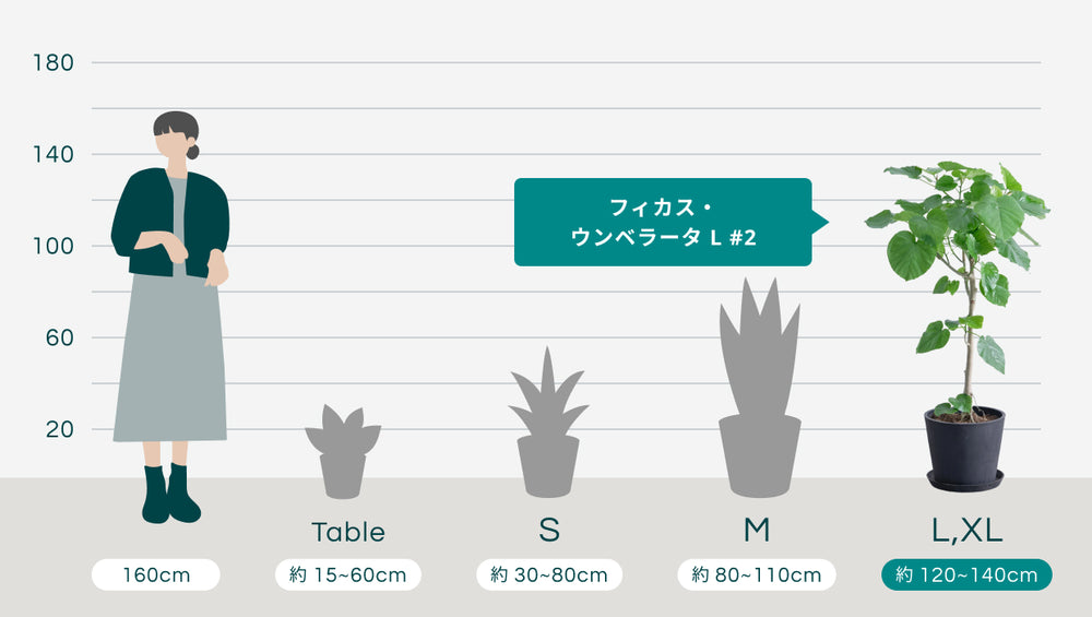 フィカス・ウンベラータ L #2のサイズ