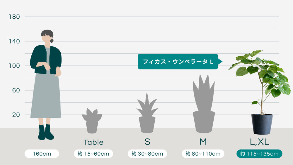 フィカス・ウンベラータ Lのサイズ