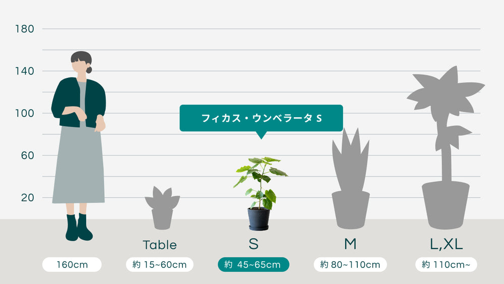 フィカス・ウンベラータ Sのサイズ