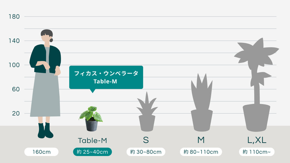 フィカス・ウンベラータ Table-Mのサイズ