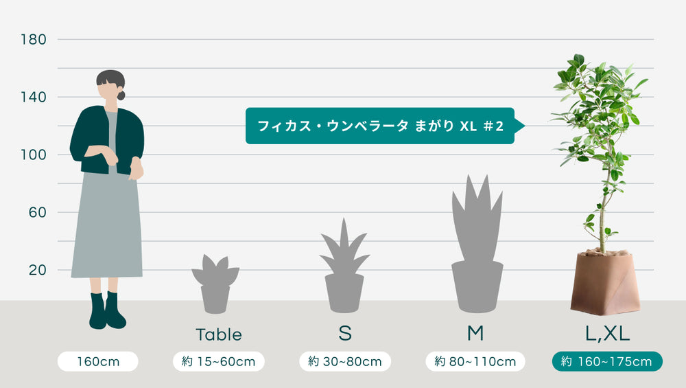 フィカス・ウンベラータ まがり XL ＃2【首都圏限定】(レザーカバー ベージュ)のサイズ