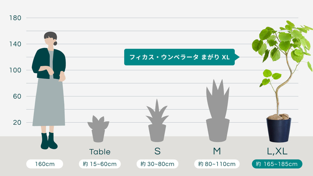 フィカス・ウンベラータ まがり  XL 【首都圏限定】のサイズ