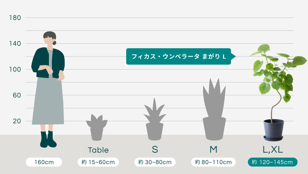 フィカス・ウンベラータ まがり L〈沖縄産〉のサイズ