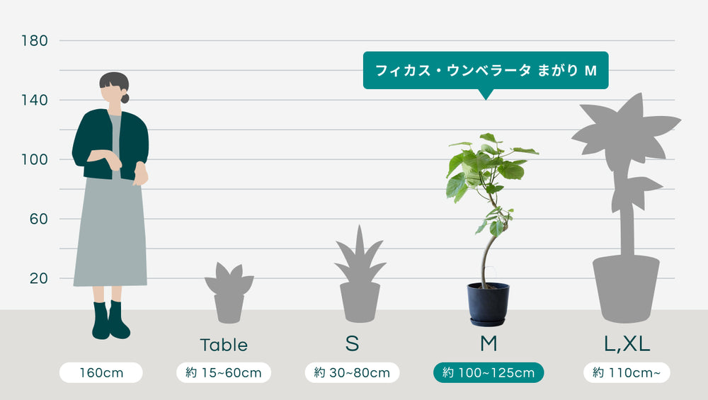 フィカス・ウンベラータ まがり M 〈沖縄産〉のサイズ