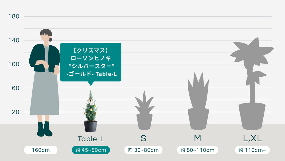 【クリスマス】ローソンヒノキ ”シルバースター”  -ゴールド- Table-Lのサイズ