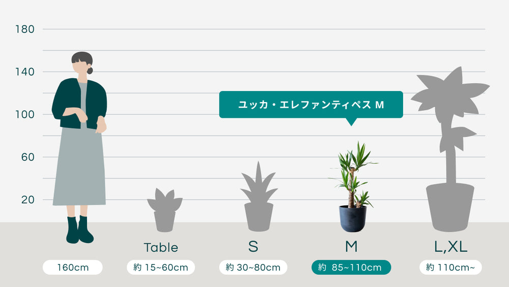 ユッカ・エレファンティペス Mのサイズ