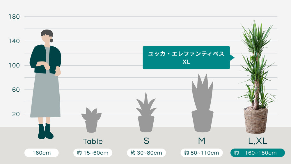 ユッカ・エレファンティペス XL  【首都圏限定】(バナナリーフバスケット ブラウン)のサイズ