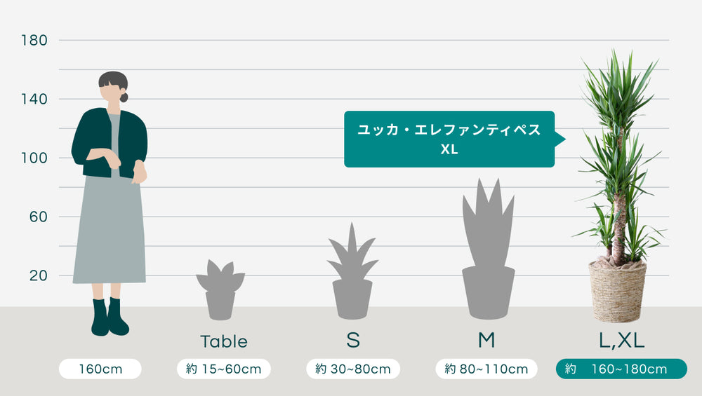 ユッカ・エレファンティペス XL  【首都圏限定】(バナナリーフバスケット ナチュラル)のサイズ