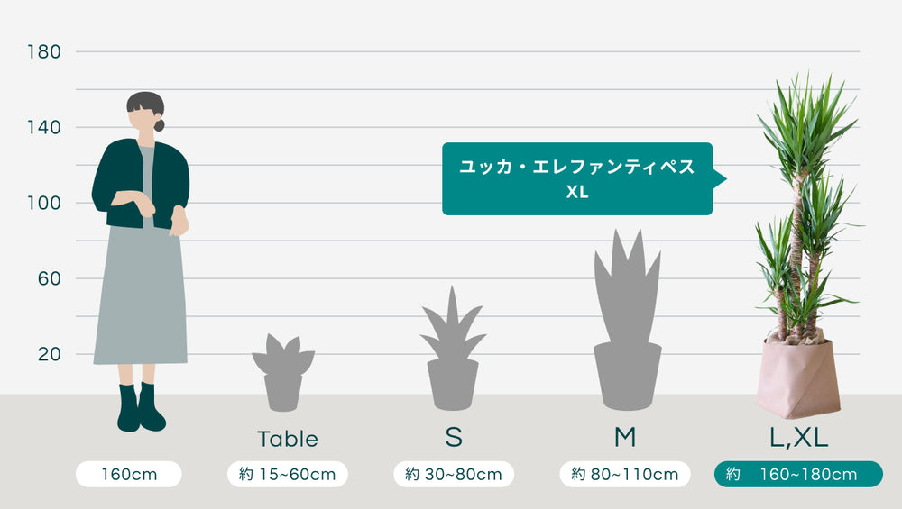 ユッカ・エレファンティペス XL  【首都圏限定】(レザーカバー ベージュ)のサイズ