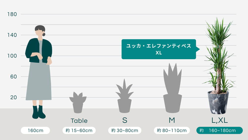 ユッカ・エレファンティペス XL  【首都圏限定】(樹脂ポット ブラックマーブル)のサイズ