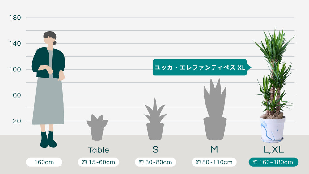 ユッカ・エレファンティペス XL  【首都圏限定】(アーバンプランツポット マーブルミルク)のサイズ
