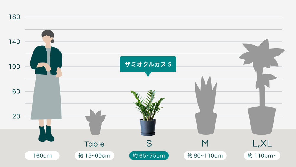 ザミオクルカス Sのサイズ