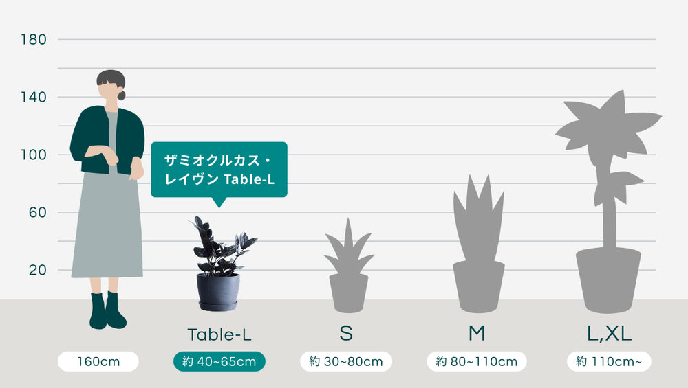 ザミオクルカス・レイヴン Table-Lのサイズ