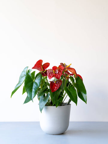 アンスリウム M