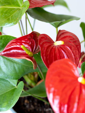 アンスリウム M