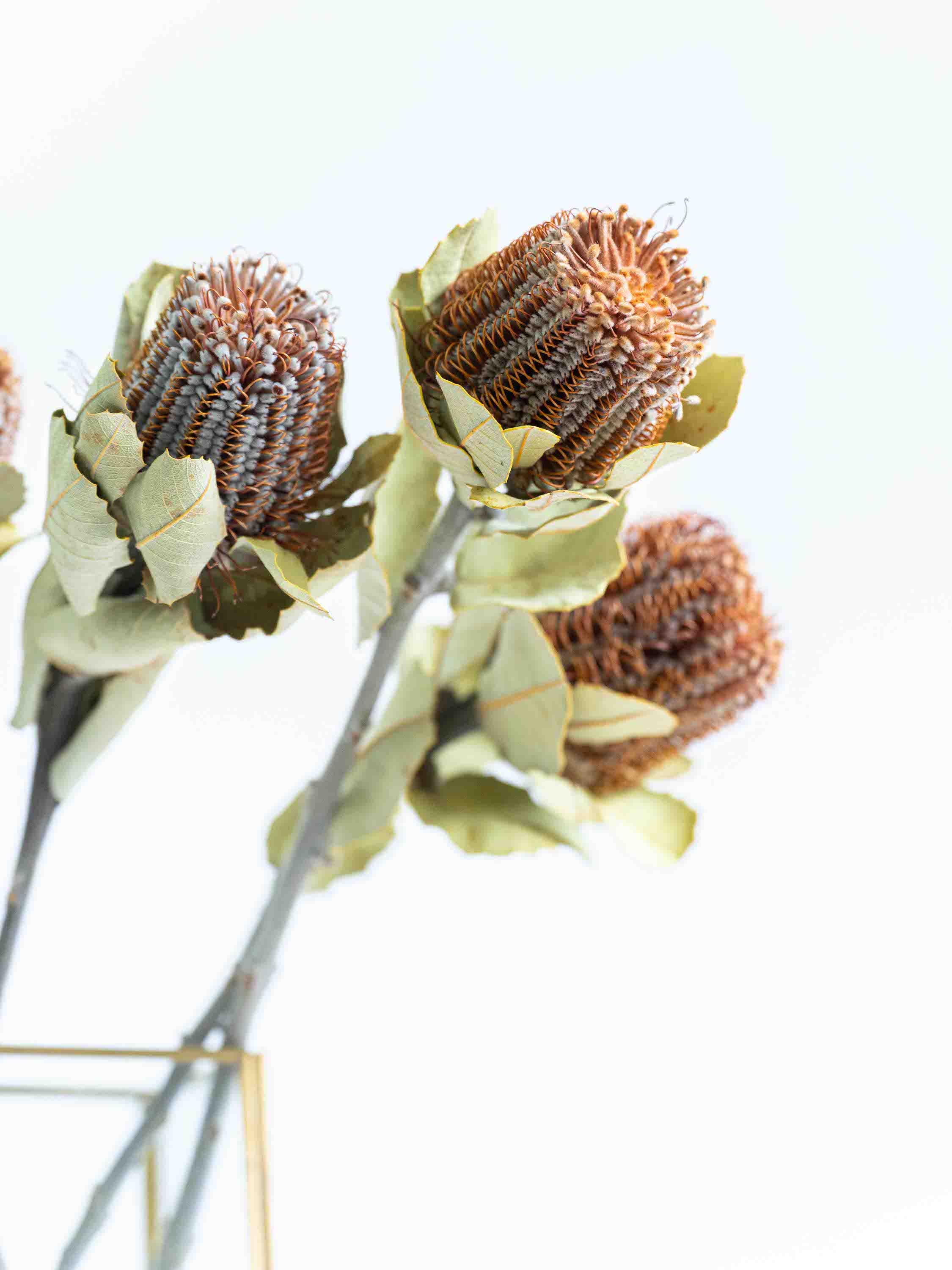 ドライ花材 バンクシア ココシニア