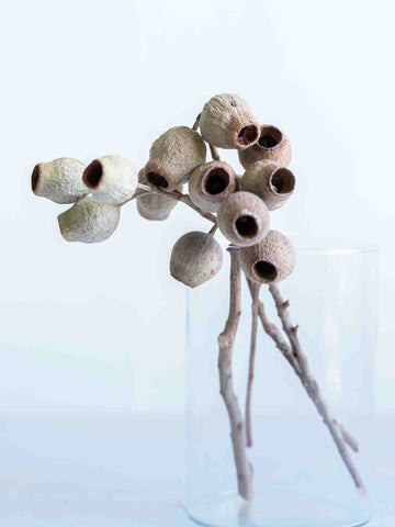 ドライ花材 ユーカリ ベルガム