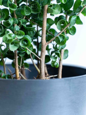 フィカス・ベンジャミナ・バロックS