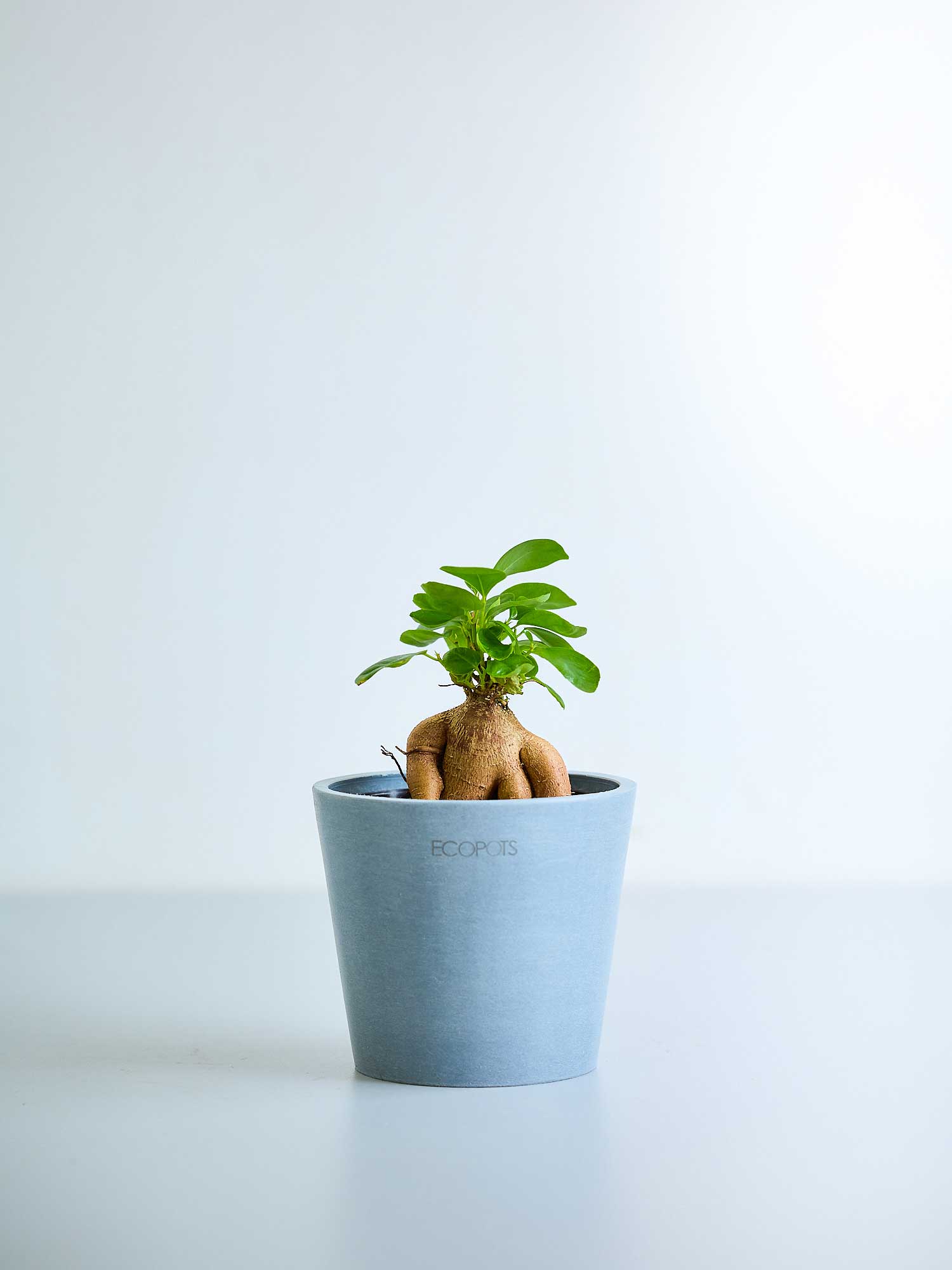 ガジュマル 3号3号