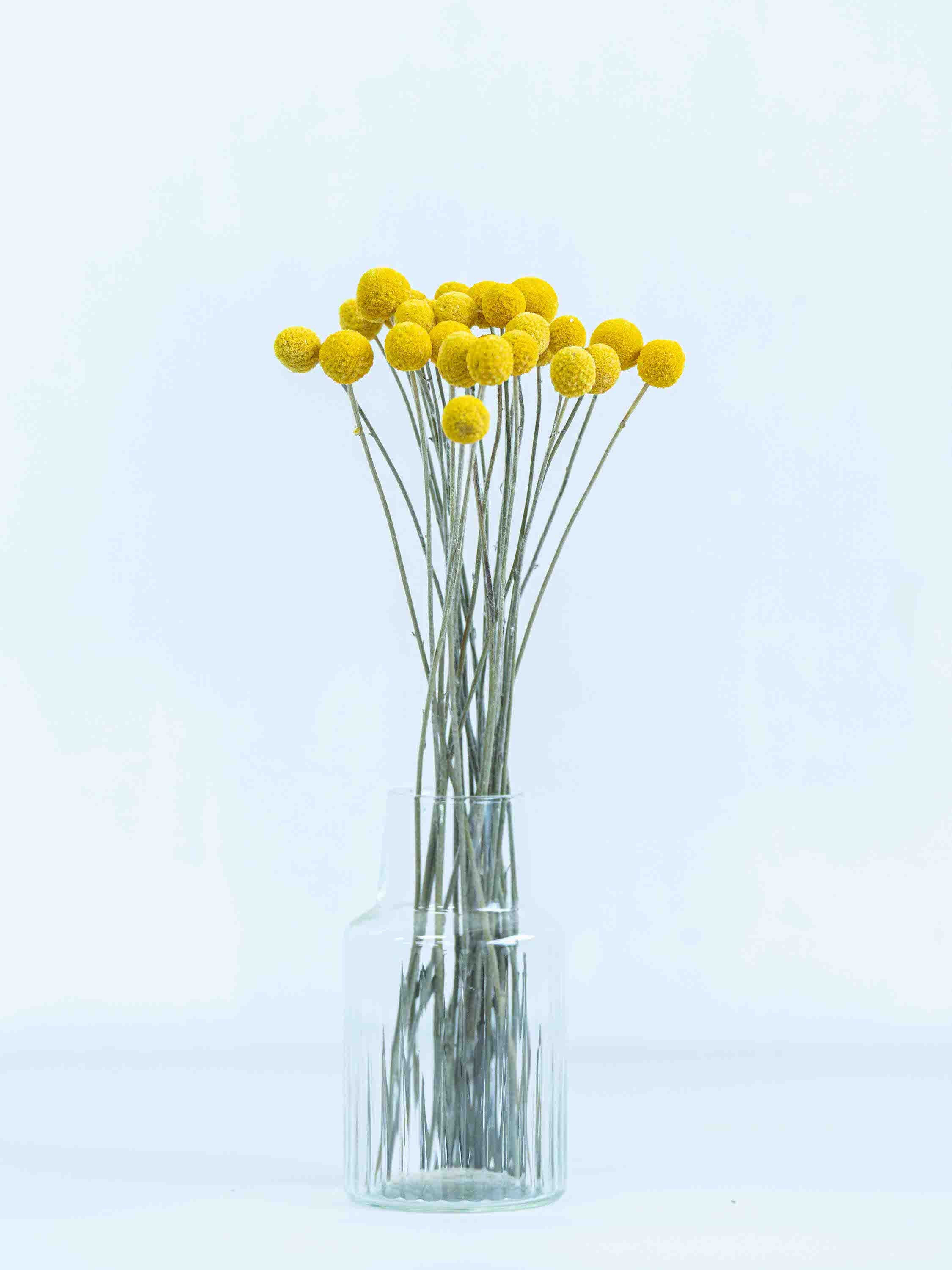 ドライ花材 クラスペディア