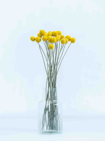 ドライ花材 クラスペディア