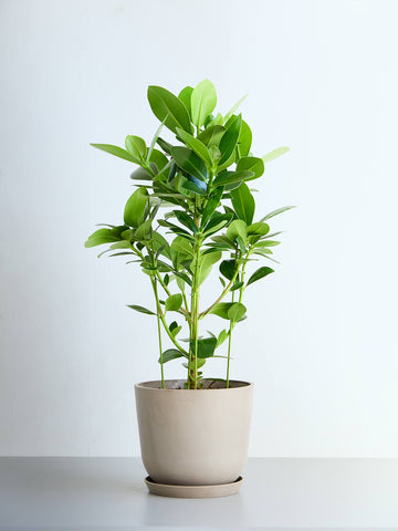 クルシア・ロゼア・プリンセス