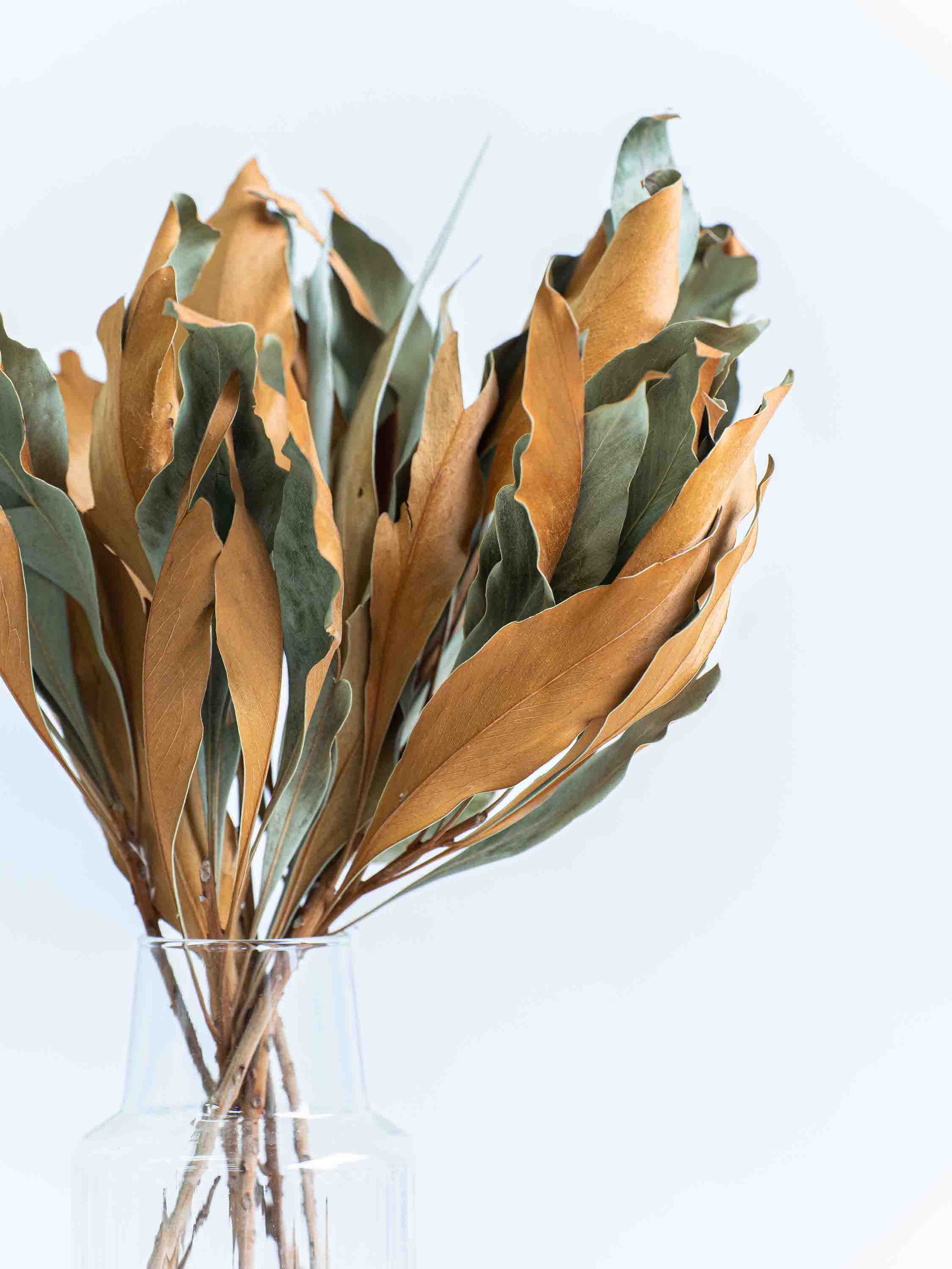 ドライ花材 グレビレア ゴールド