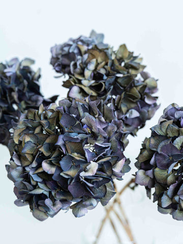 ドライ花材 アジサイ マジカルルビーレッド