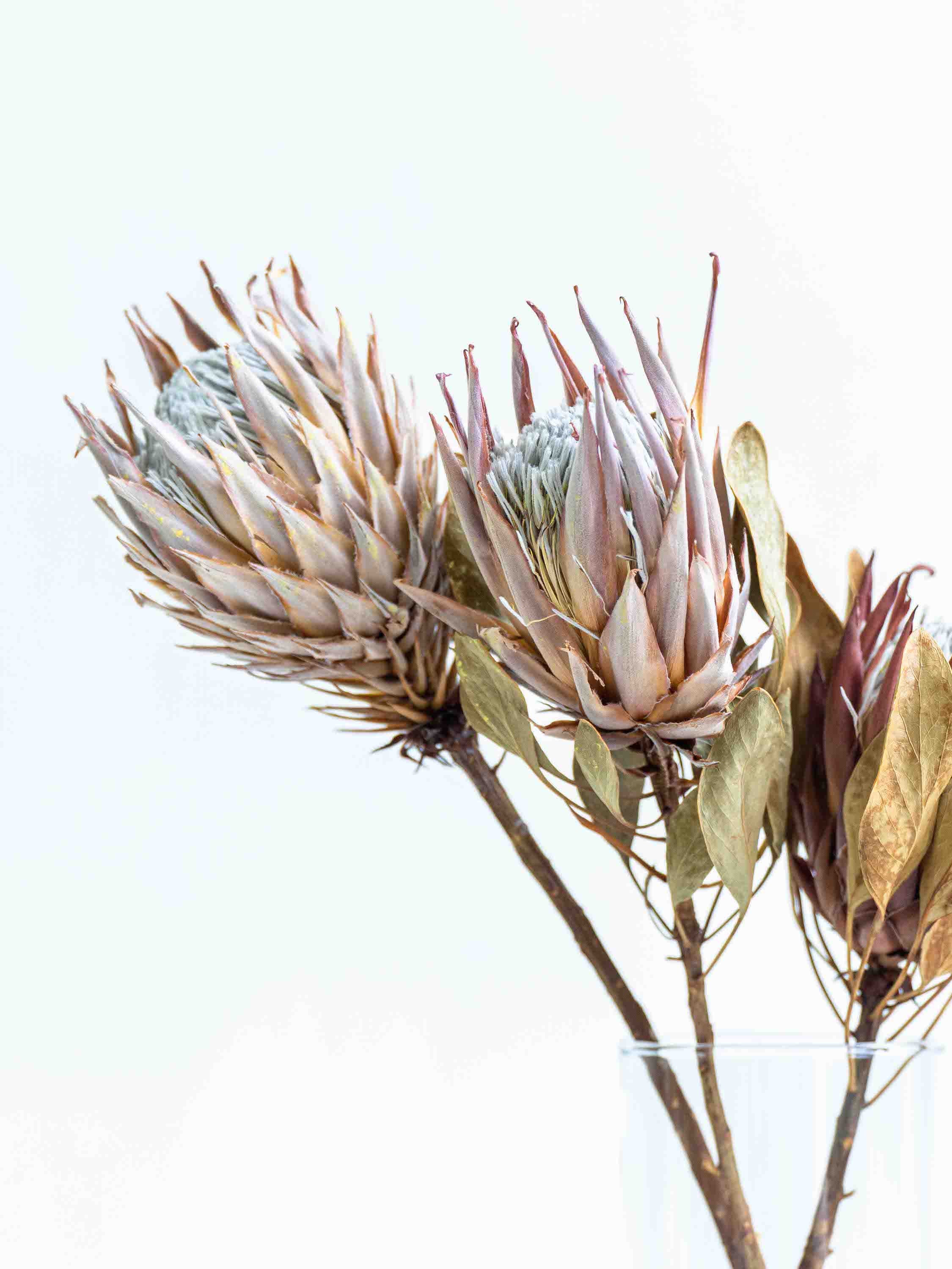 ドライ花材 キングプロテア