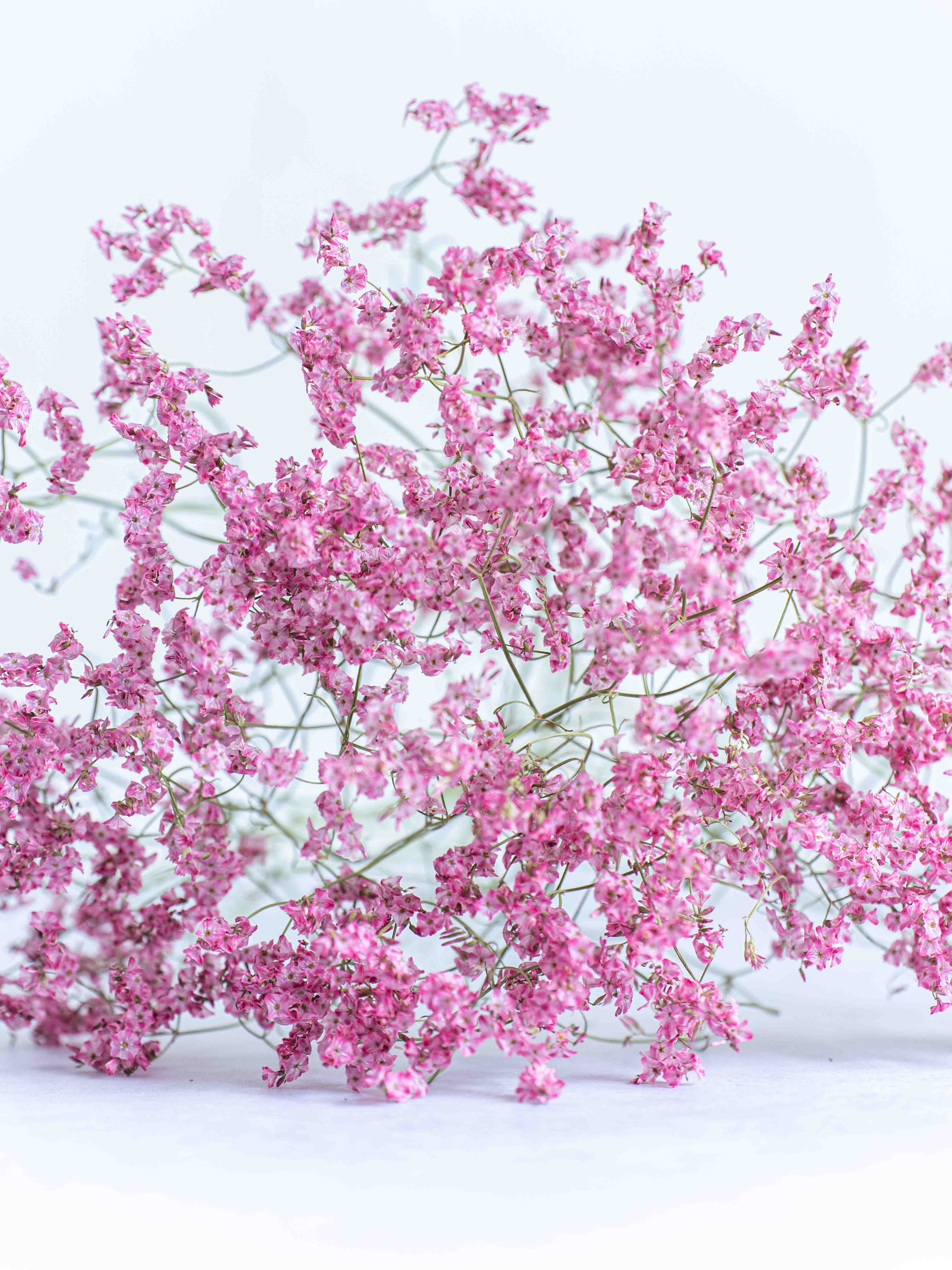 ドライ花材 リモニューム ピンク