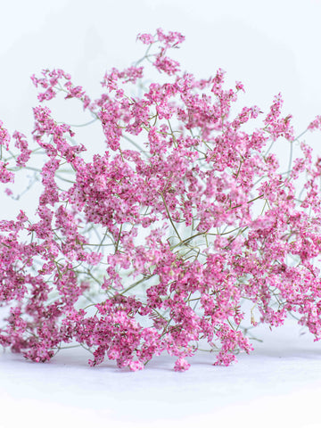 ドライ花材 リモニューム ピンク