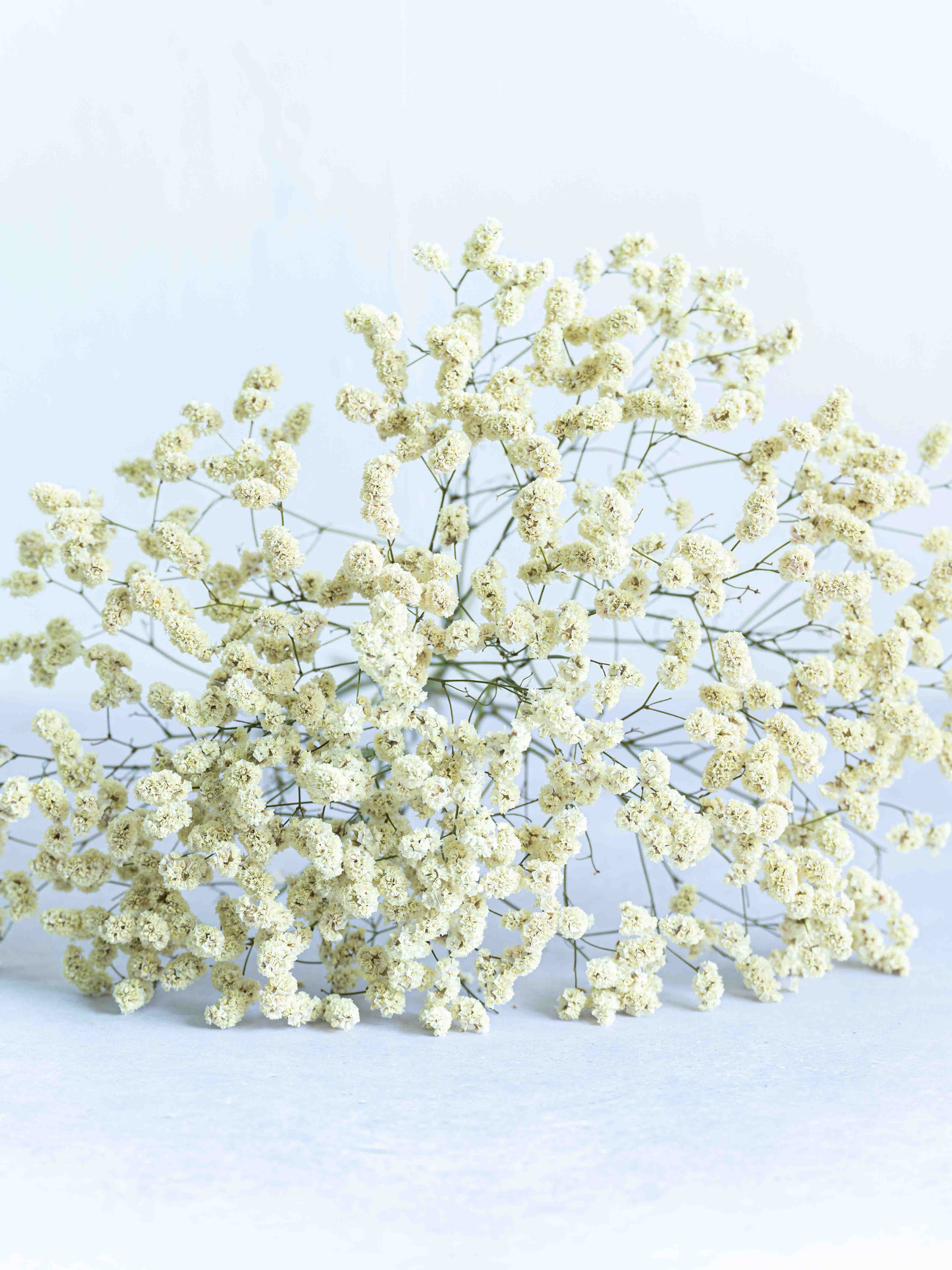 ドライ花材 リモニューム イエロー