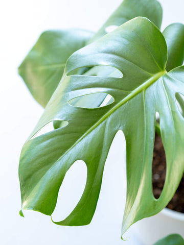 モンステラ・デリシオーサ S