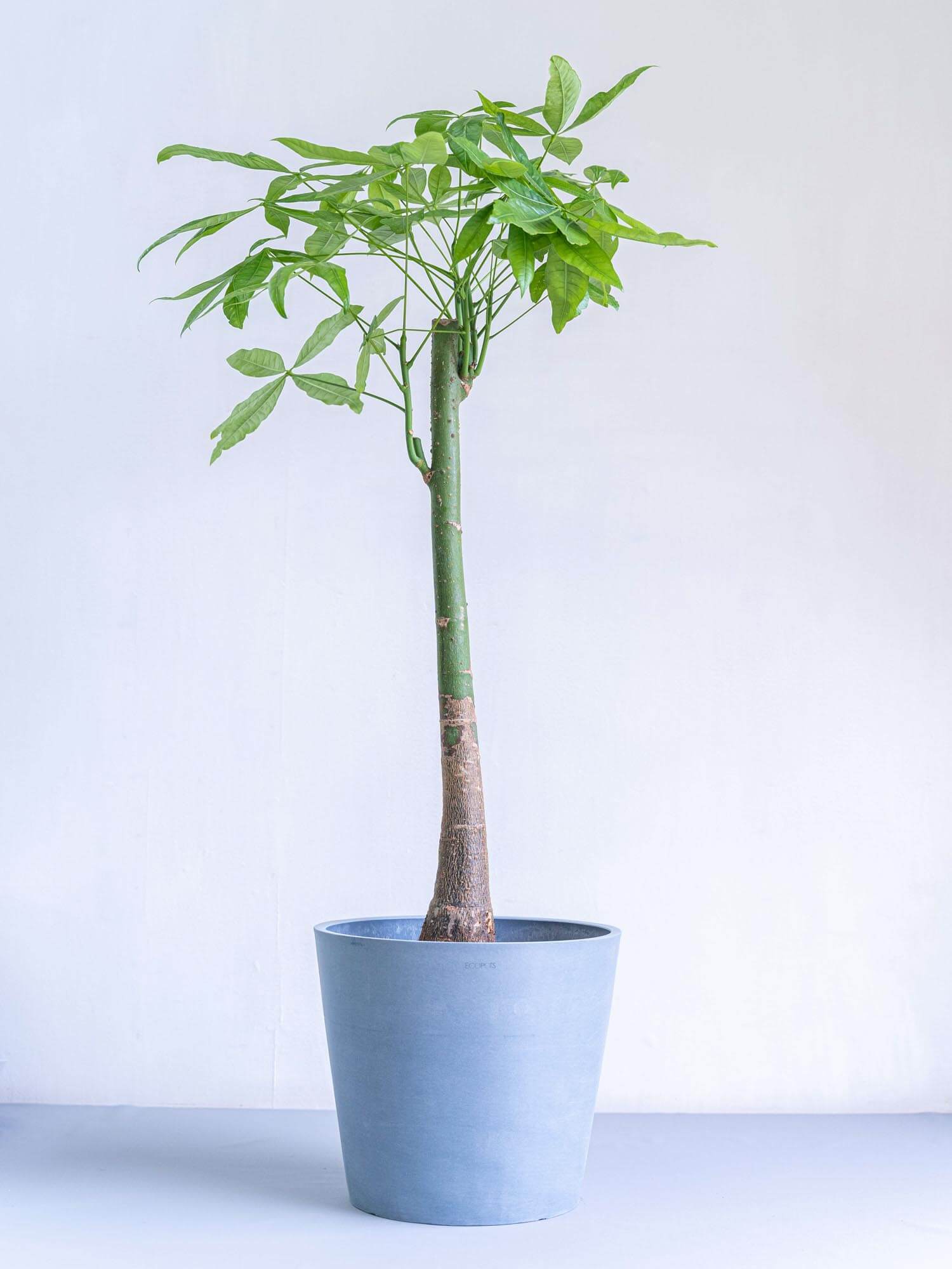 パキラ 10号ノーマル