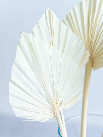 ドライ花材 パームスペード ホワイト