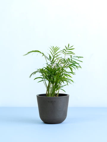 クリアプランツ